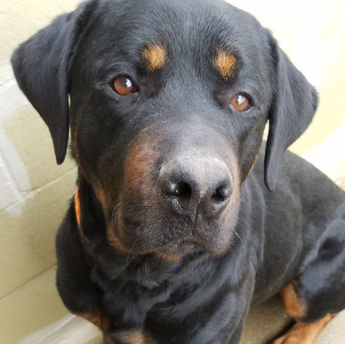 Baron – 5 Year Old – Male
