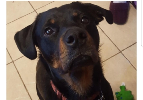 Max – 2 Year Old – Male