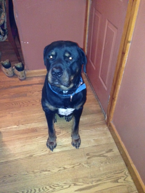 Titan – 6 Year Old – Male – Mid America Rottweiler Rescue