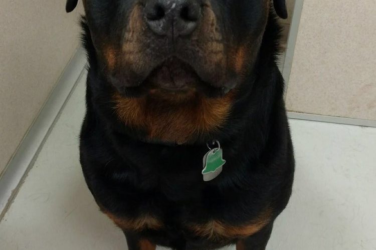 Zeus – 3 Year Old – Male