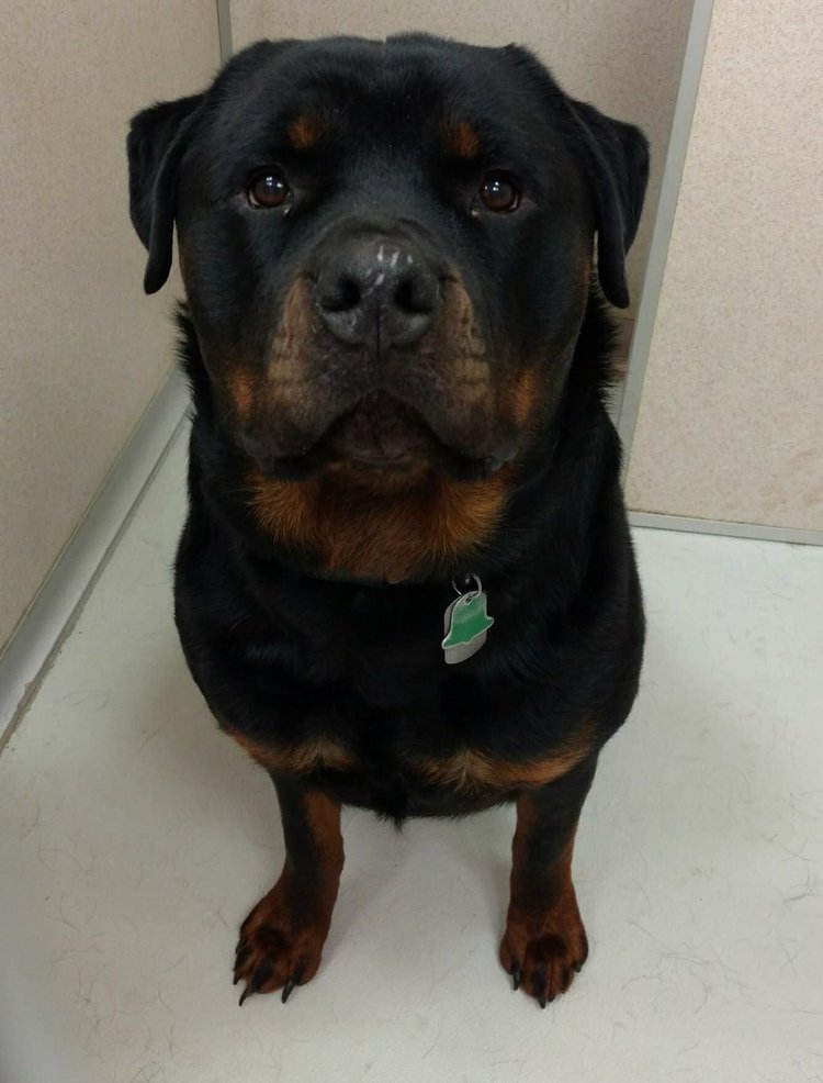 Zeus – 3 Year Old – Male