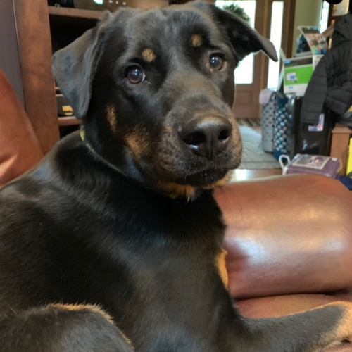 Rocky – 2 Year Old – Male