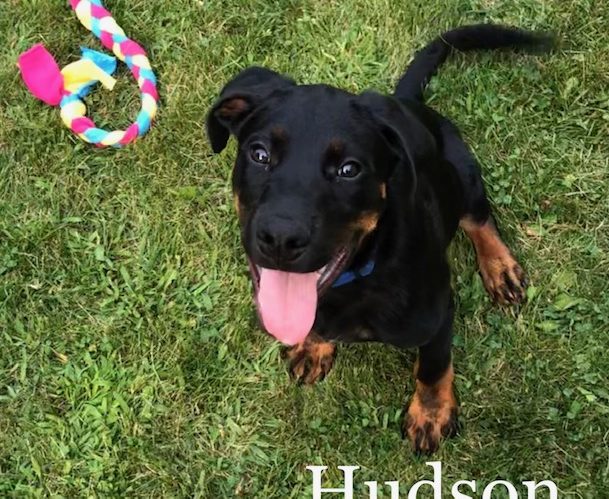 Hudson – 5 Month Old – Male