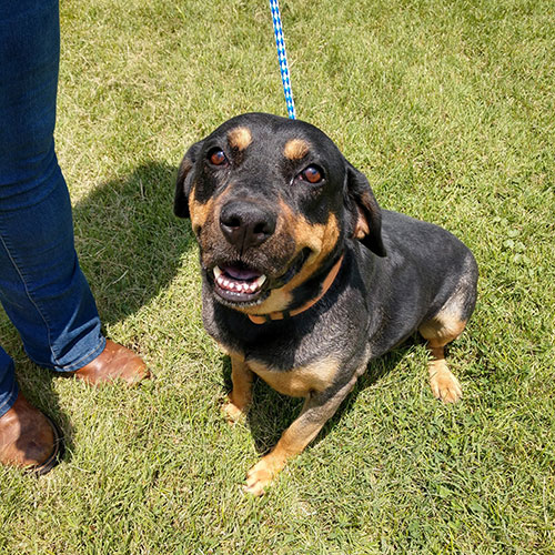 Reecie – 6 Year Old – Female – Mid America Rottweiler Rescue