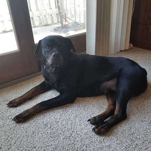 Belle – 6 Year Old – Female – Mid America Rottweiler Rescue