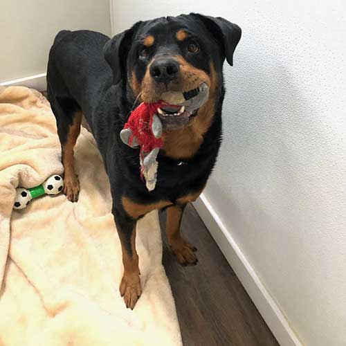 Shadow – 6 Year Old – Male – Mid America Rottweiler Rescue