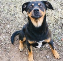 Otto 2 – 2 Year Old – Male