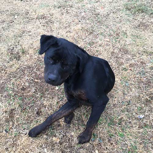 Silas – 2 Year Old – Male