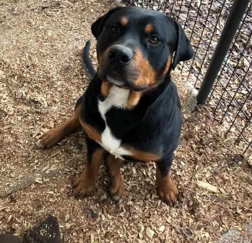 Bo – 1 to 2 Year Old – Male