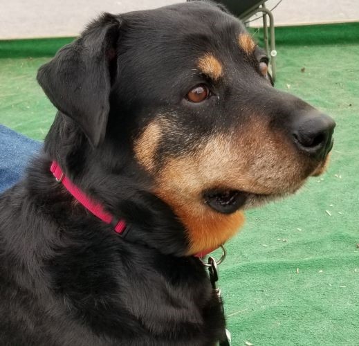 Zoey – 9 Year Old – Female