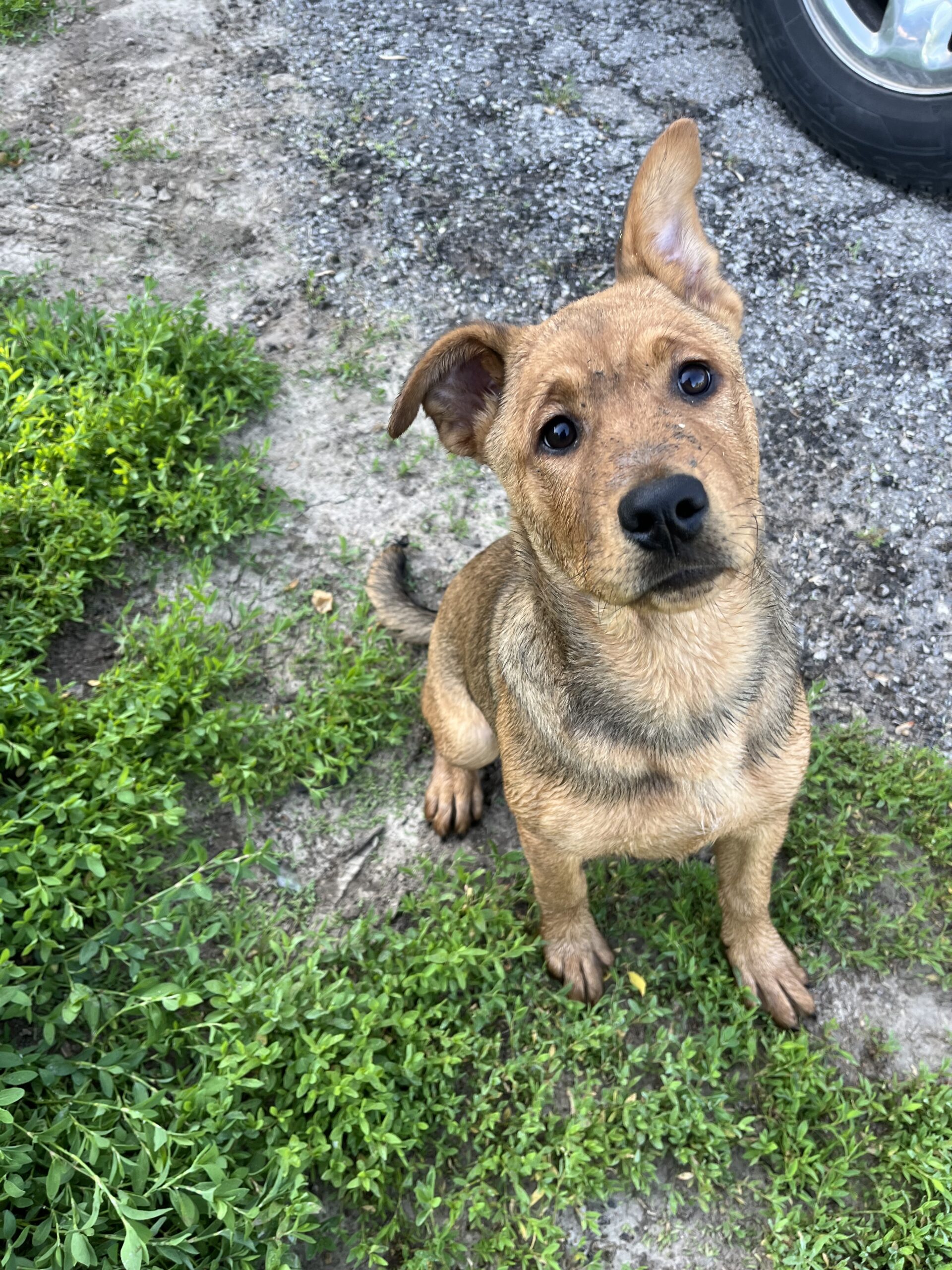 Seeing Impaired Puppy