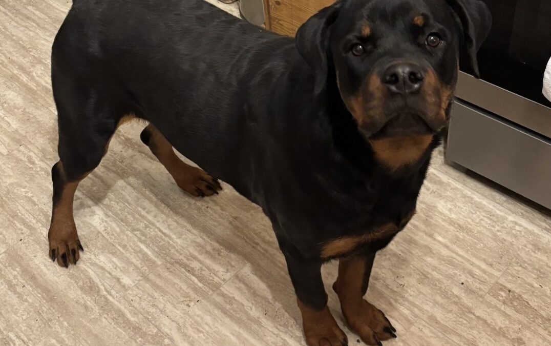 Wyatt- location Kansas City, MO