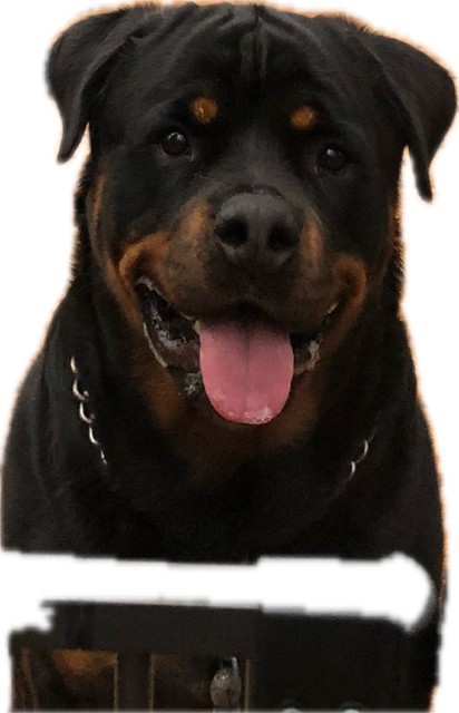 Bear- location-Fort Valley, GA