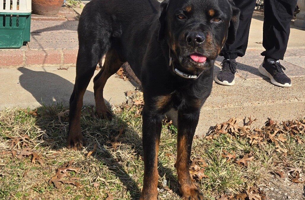 Stollen- location Graham TX