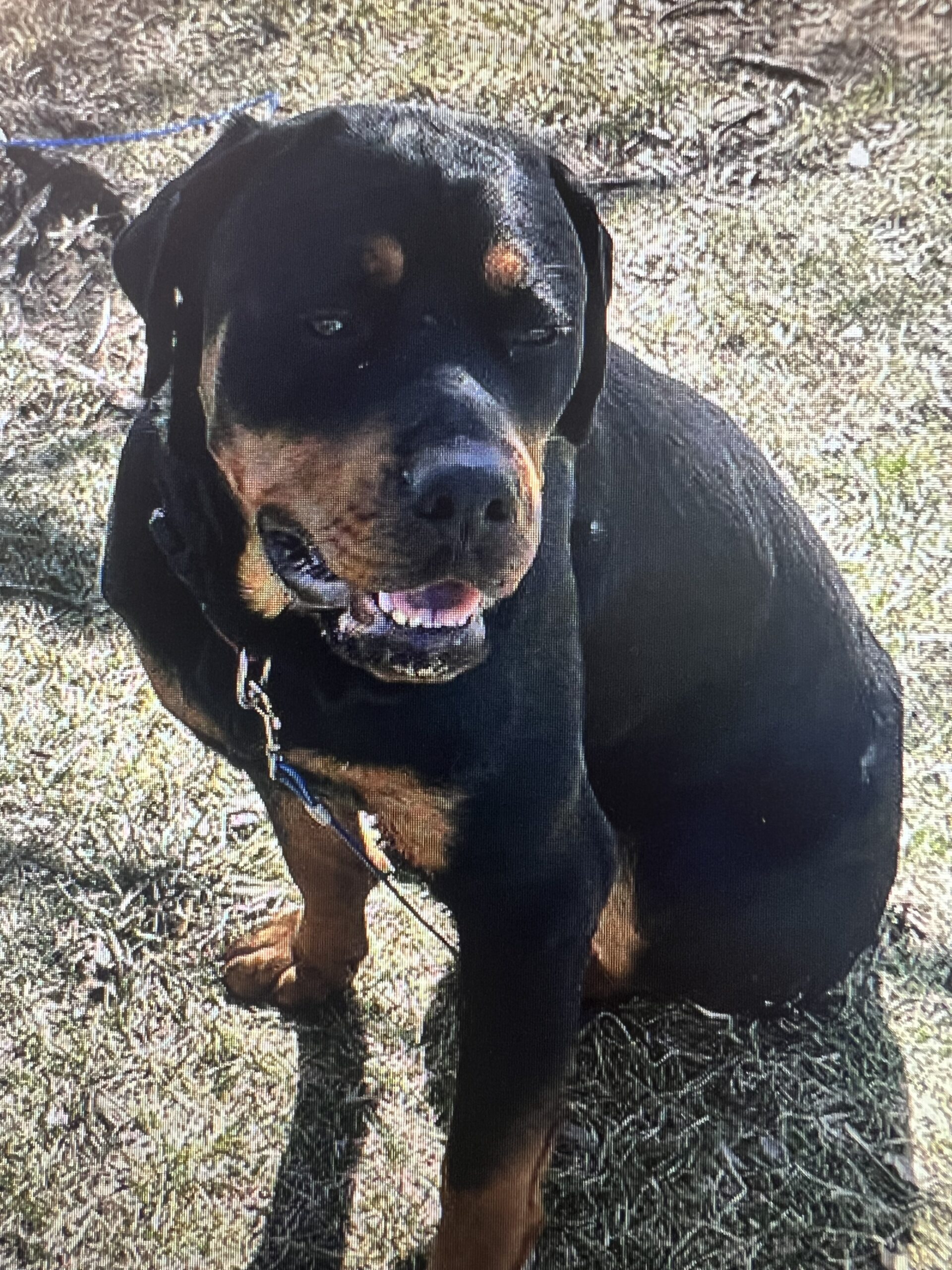 Shepard Rott Shepard- location-Cosby, MO - Mid America Rottweiler Rescue