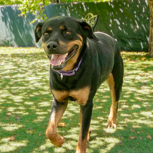 Roxie- location-St Charles, MO