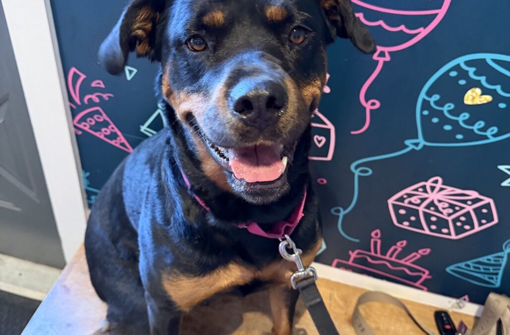 Roxie- location-St Charles, MO