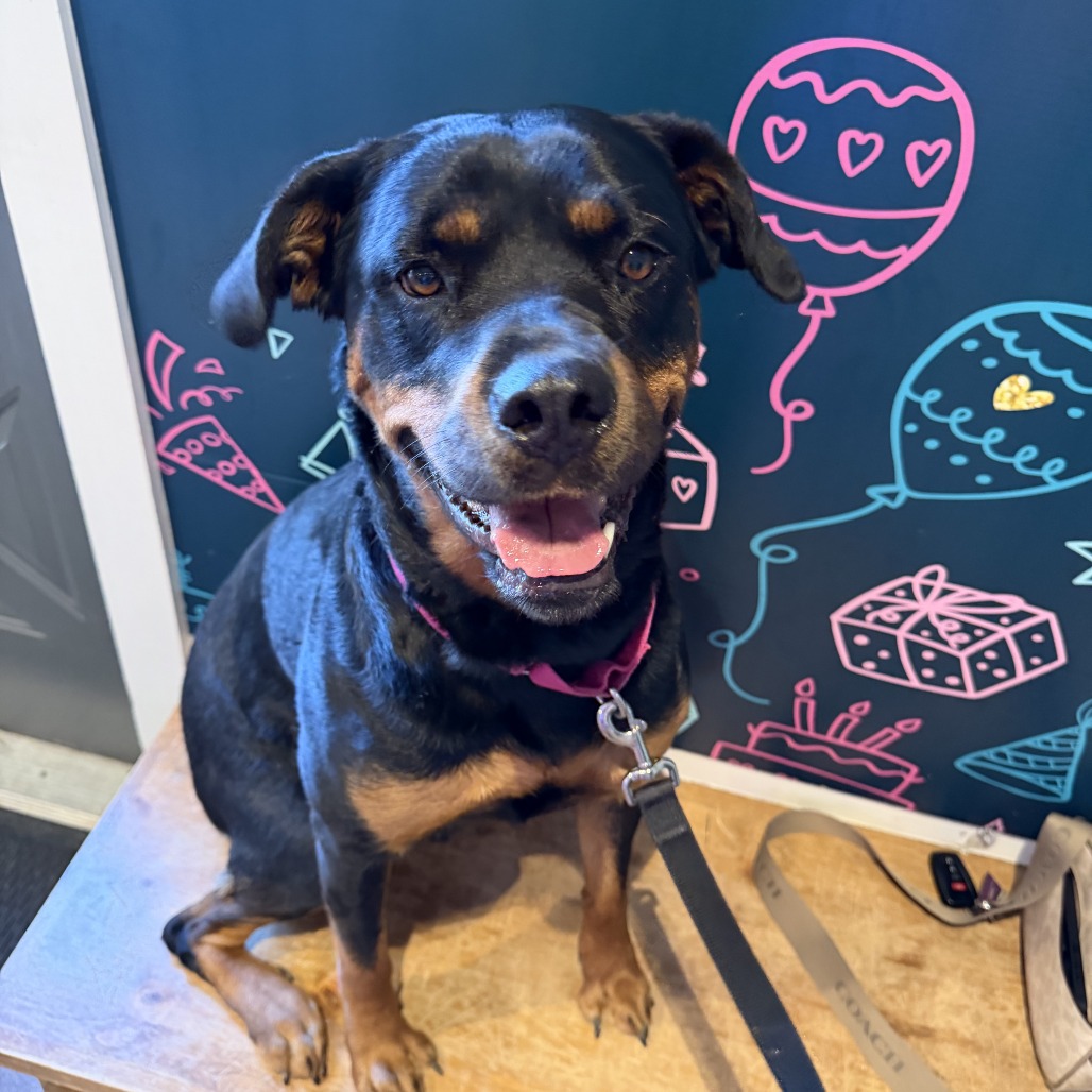 Roxie- location-St Charles, MO