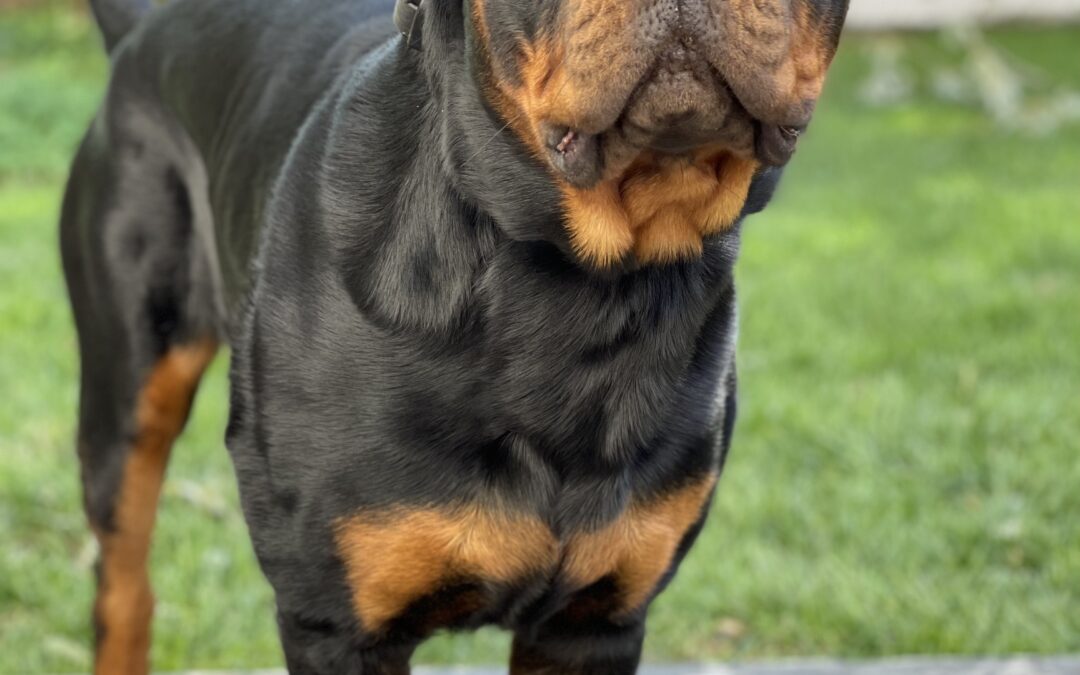 Zeus- location-Charlotte, NC