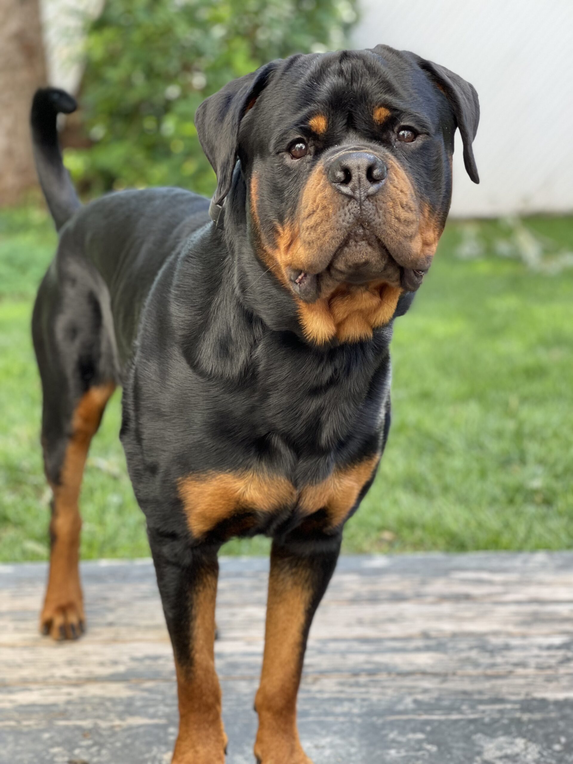 Zeus- location-Charlotte, NC